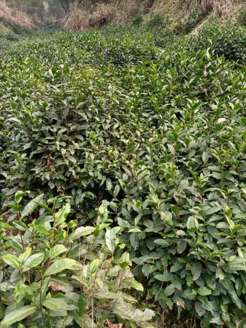 安徽黄山黄山毛峰，茶园直供，一手货源批发品质保证价格美丽