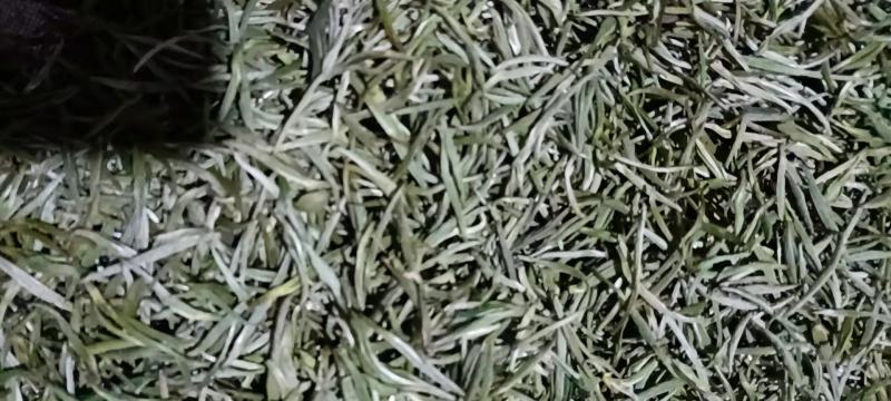 安徽黄山黄山毛峰，茶园直供，一手货源批发品质保证价格美丽