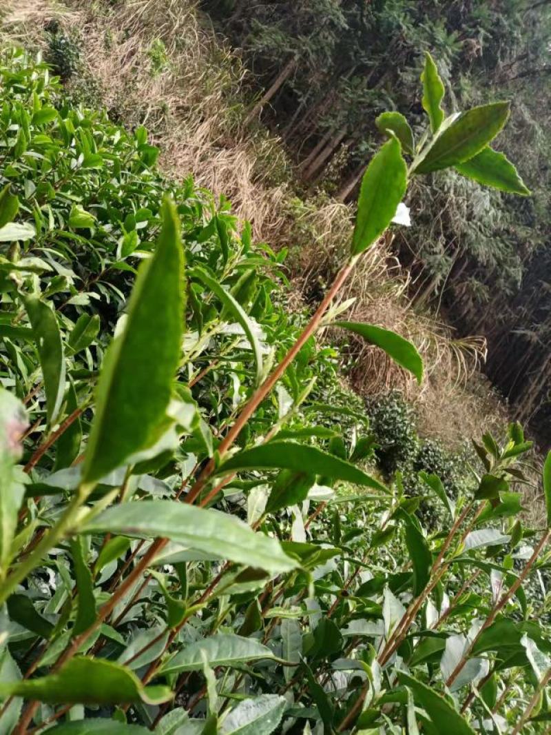 安徽黄山黄山毛峰，茶园直供，一手货源批发品质保证价格美丽