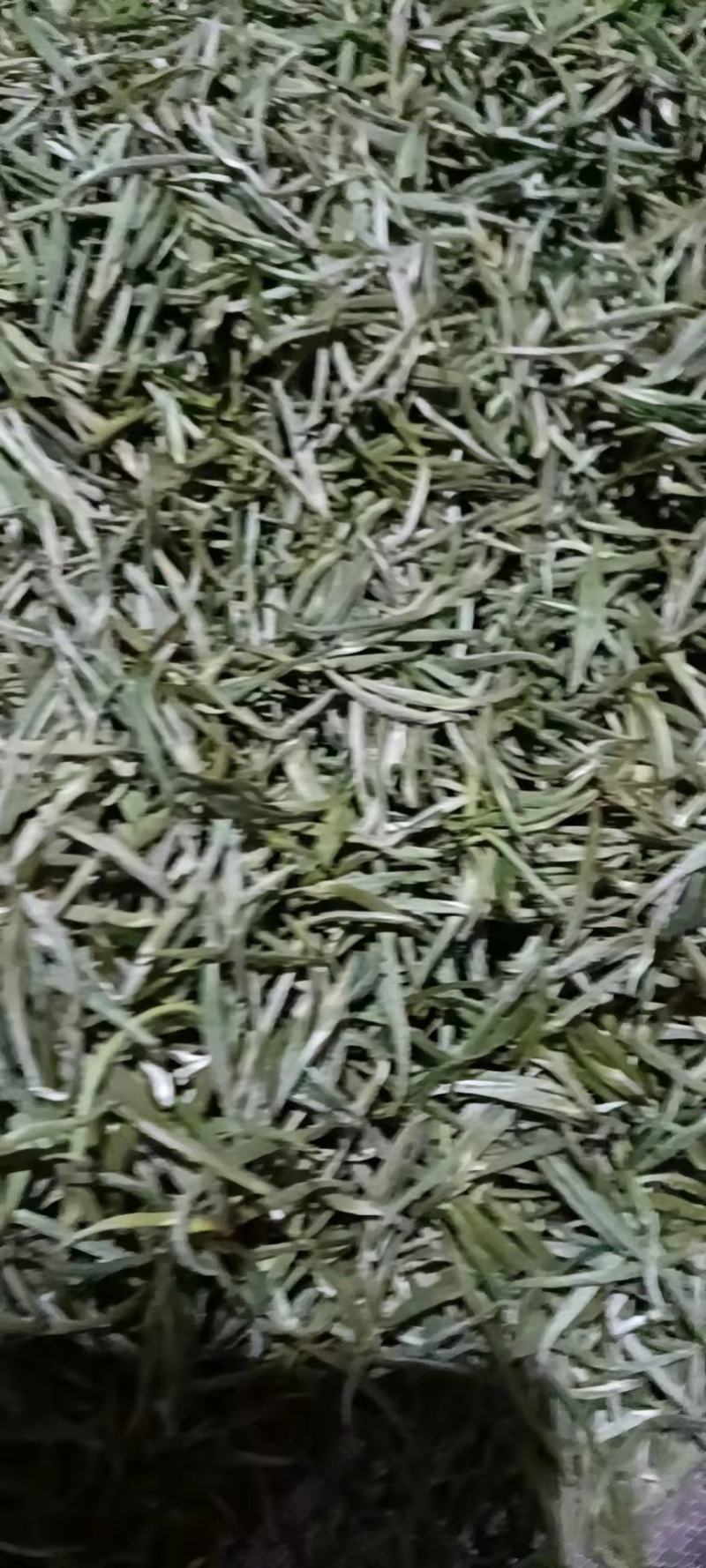 安徽黄山黄山毛峰，茶园直供，一手货源批发品质保证价格美丽