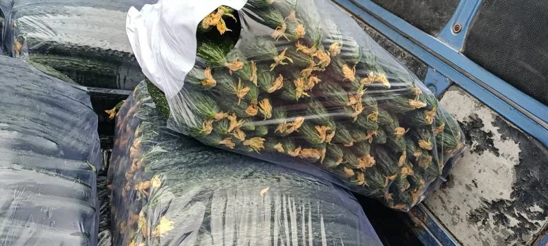 夏邑密刺黄瓜，河南黄瓜，大量供应电商市场