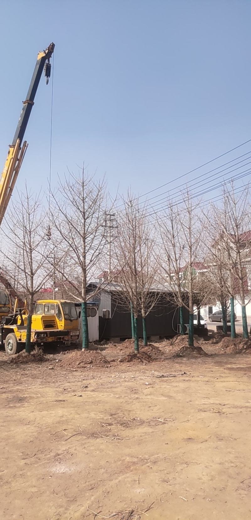 银杏树16~18cm工程树450元上车，基地直发