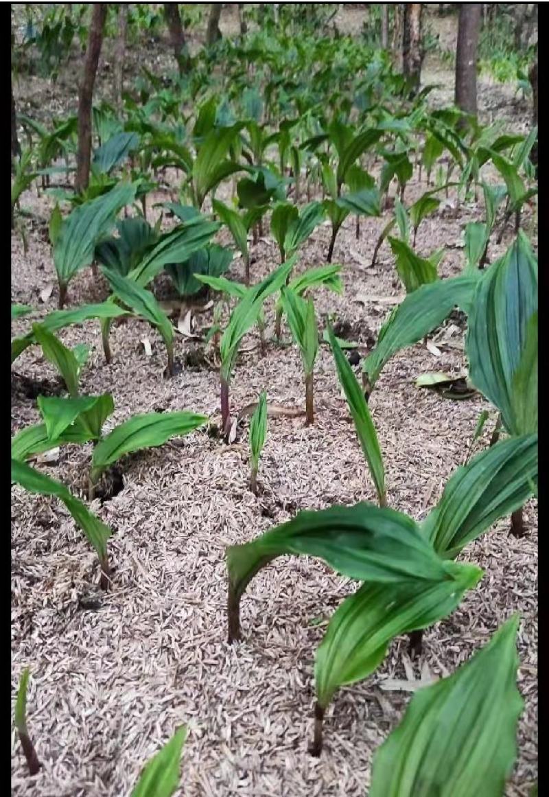 贵州优质毛慈菇种苗，组培驯化种苗，2年多。数量有限哦。