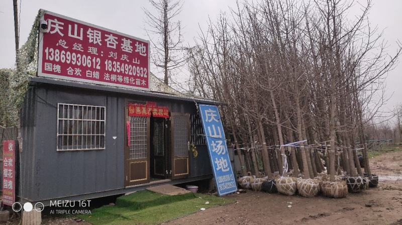 银杏树16~18cm工程树450元上车，基地直发
