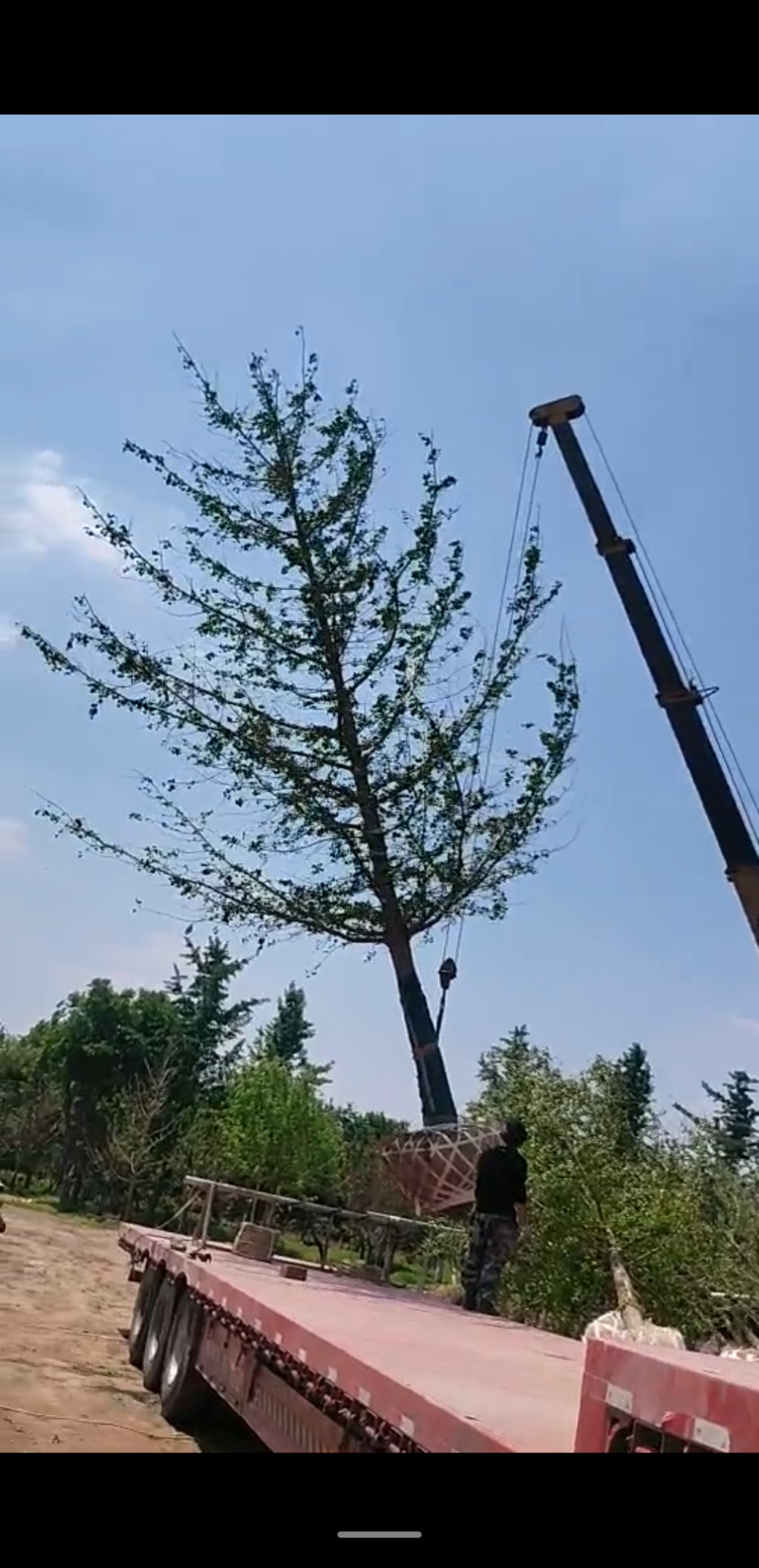银杏树16~18cm工程树450元上车，基地直发