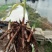紫花三叉大白及优质种苗。2年大苗，块头相当大。