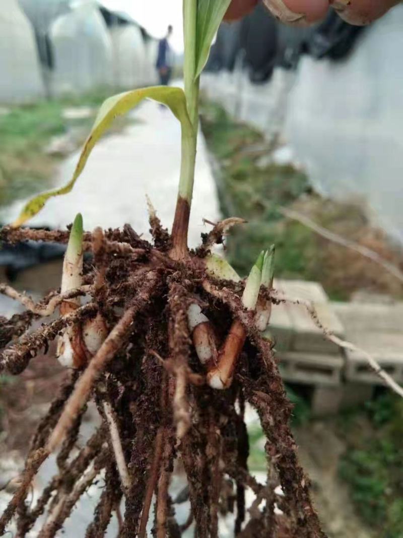 紫花三叉大白及优质种苗。2年大苗，块头相当大。