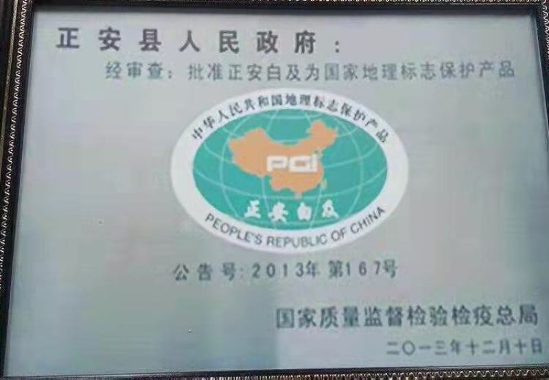 紫花三叉大白及优质种苗。2年大苗，块头相当大。