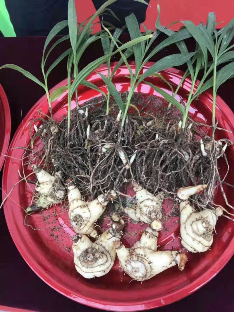 紫花三叉大白及优质种苗。2年大苗，块头相当大。