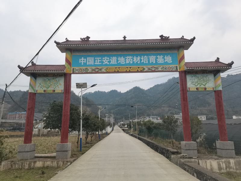 紫花三叉大白及优质种苗。2年大苗，块头相当大。