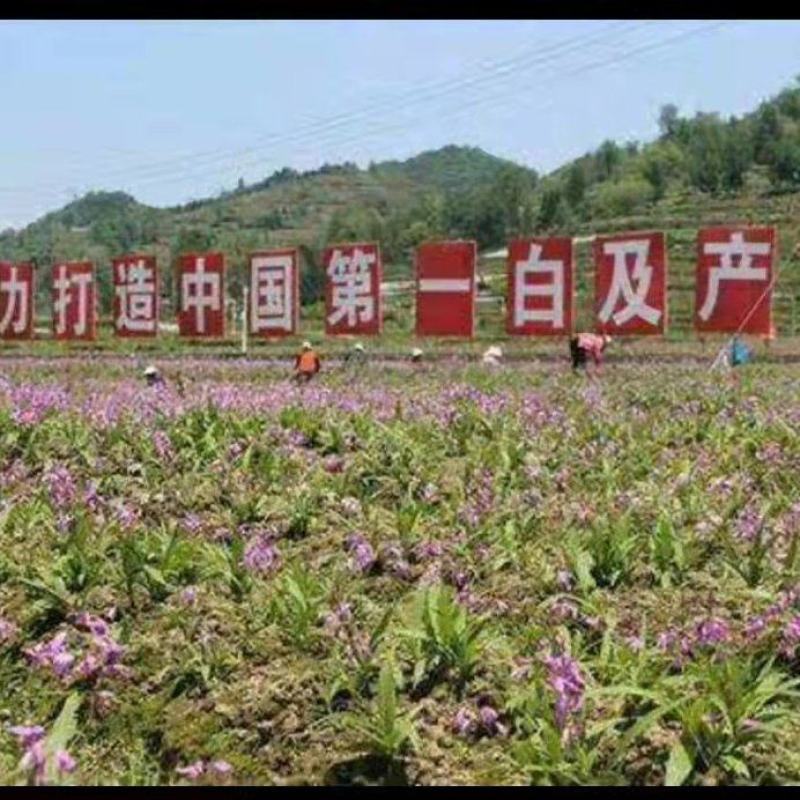 紫花三叉大白及优质种苗。2年大苗，块头相当大。