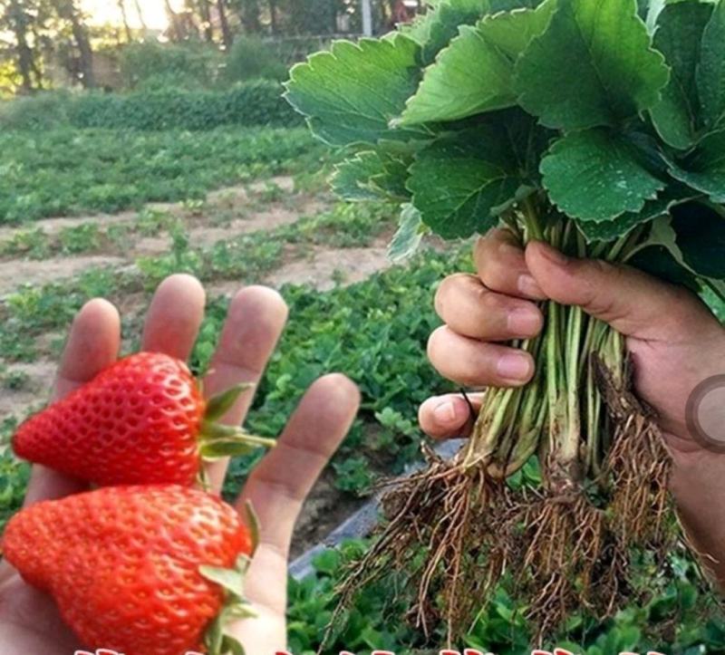 苗结果奶油盆栽植物方外种植