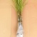 紫藤花树苗爬藤植物阳台庭院围墙四季开花盆栽绿植花卉攀援紫