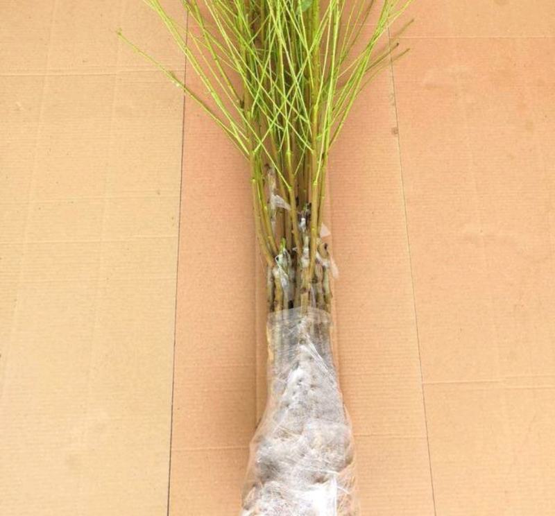紫藤花树苗爬藤植物阳台庭院围墙四季开花盆栽绿植花卉攀援紫