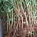 紫藤花树苗爬藤植物阳台庭院围墙四季开花盆栽绿植花卉攀援紫