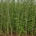 紫藤花树苗爬藤植物阳台庭院围墙四季开花盆栽绿植花卉攀援紫