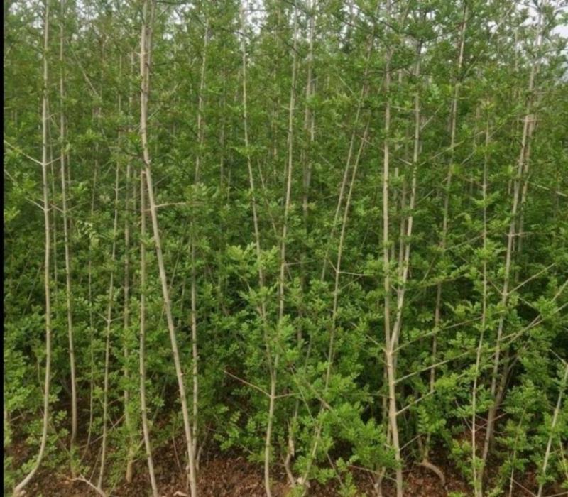 紫藤花树苗爬藤植物阳台庭院围墙四季开花盆栽绿植花卉攀援紫
