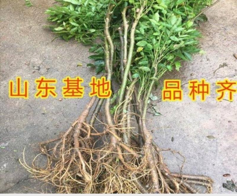 紫藤花树苗爬藤植物阳台庭院围墙四季开花盆栽绿植花卉攀援紫