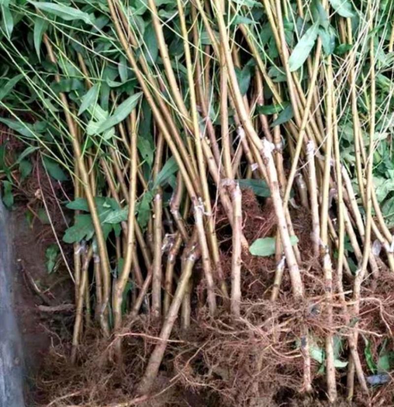 紫藤花树苗爬藤植物阳台庭院围墙四季开花盆栽绿植花卉攀援紫