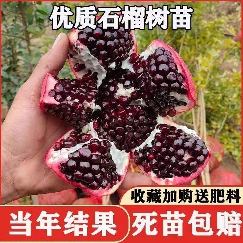 石榴树突尼斯软籽石榴苗基地直销品种保证盆栽地栽石榴树苗包
