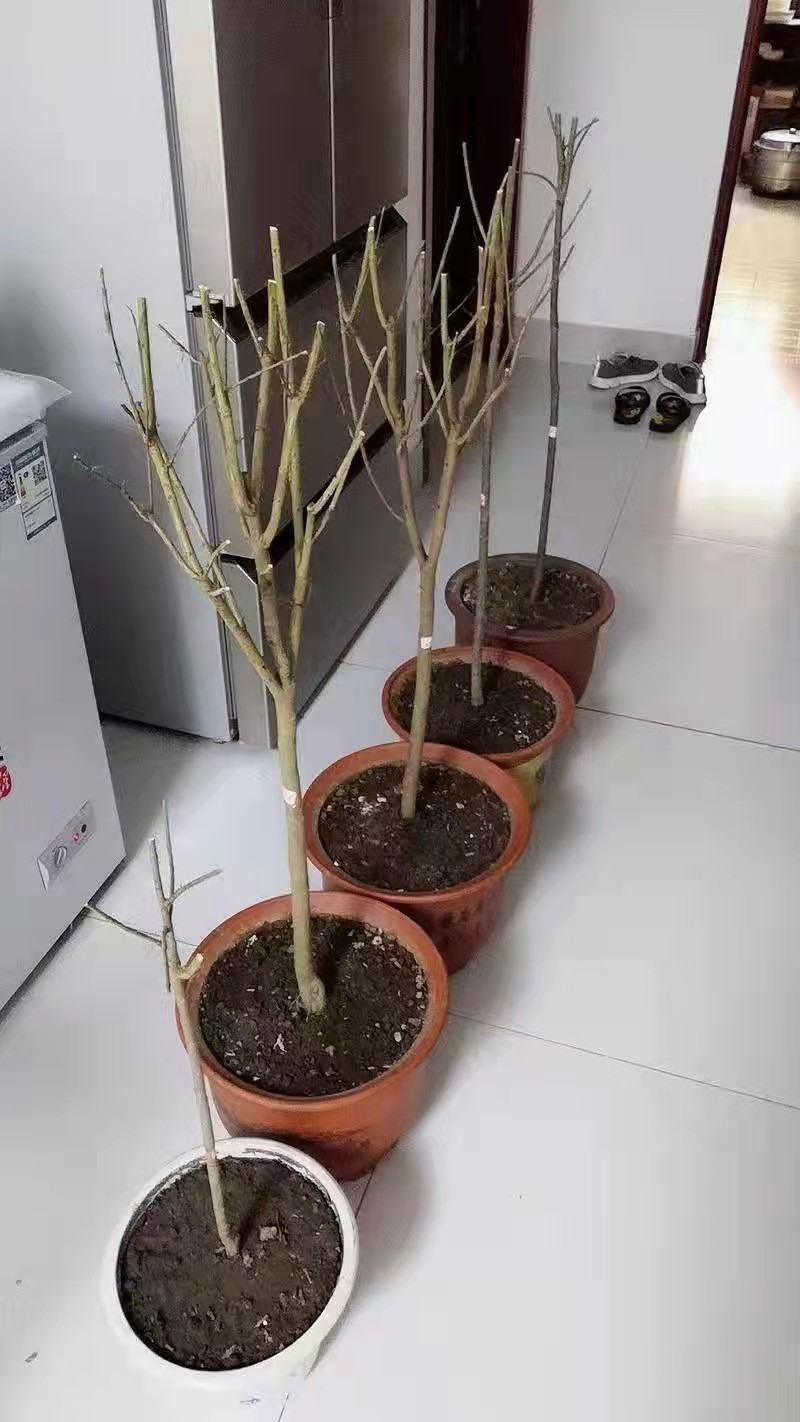 石榴树突尼斯软籽石榴苗基地直销品种保证盆栽地栽石榴树苗包