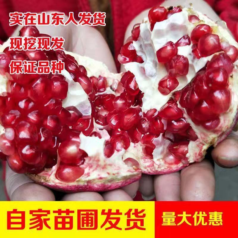 石榴树突尼斯软籽石榴苗基地直销品种保证盆栽地栽石榴树苗包