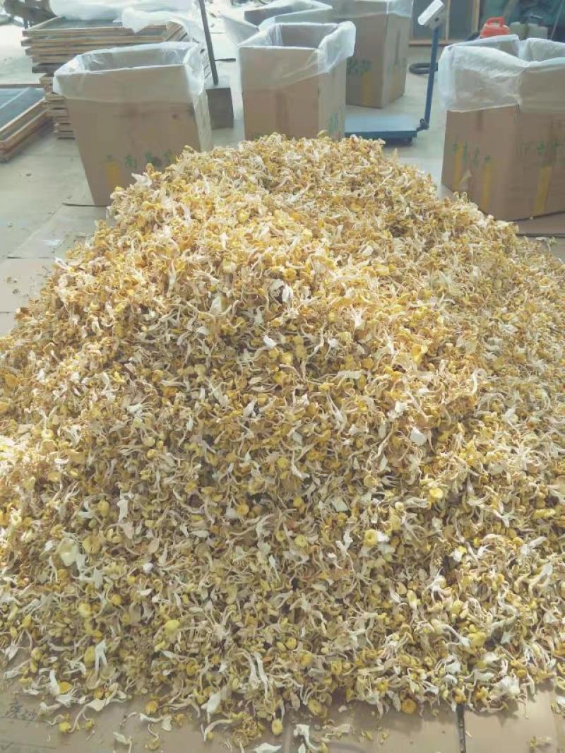 鸡油菌鸡油黄喻黄菇产地直销一手货源全国供应
