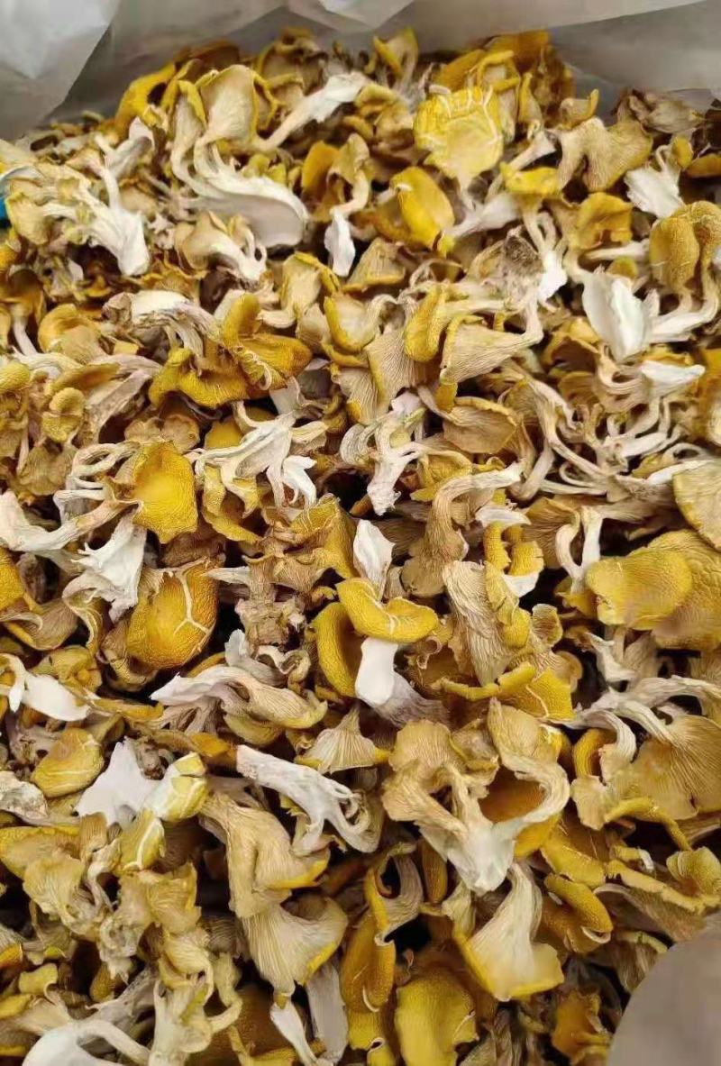 鸡油菌鸡油黄喻黄菇产地直销一手货源全国供应