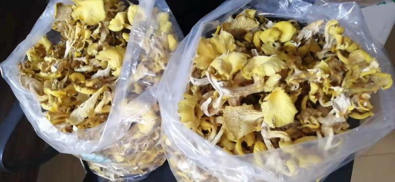 鸡油菌鸡油黄喻黄菇产地直销一手货源全国供应
