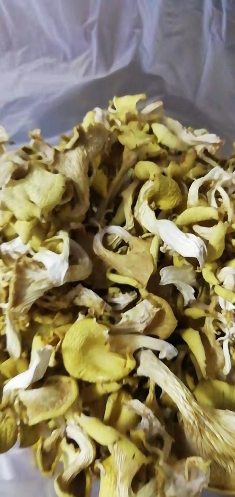 鸡油菌鸡油黄喻黄菇产地直销一手货源全国供应