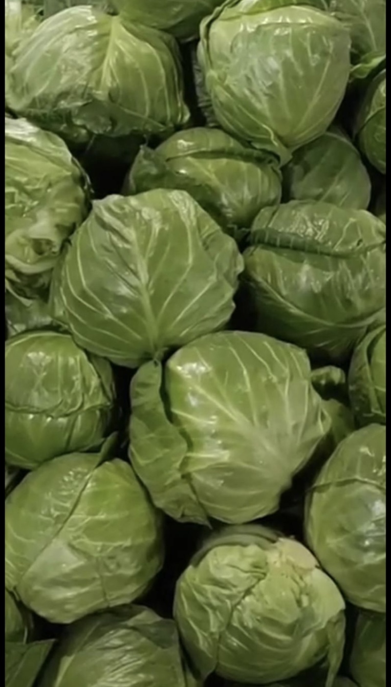 山东省聊城市甘蓝，质量好货源充足，产地直发