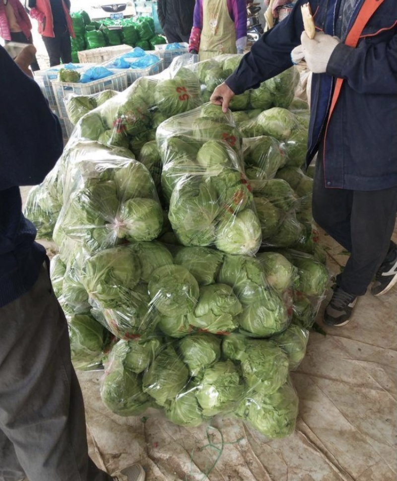 山东省聊城市甘蓝，质量好货源充足，产地直发