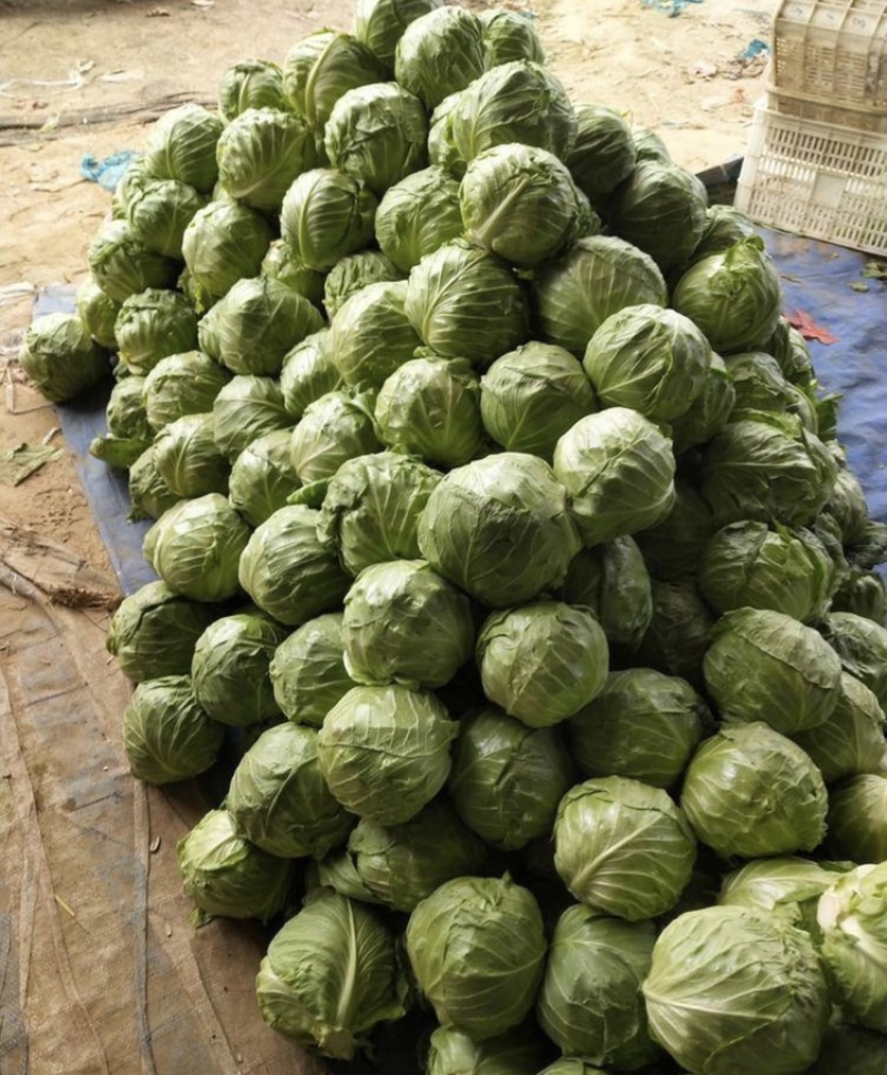 山东省聊城市甘蓝，质量好货源充足，产地直发
