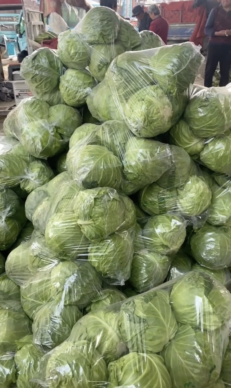 山东省聊城市甘蓝，质量好货源充足，产地直发