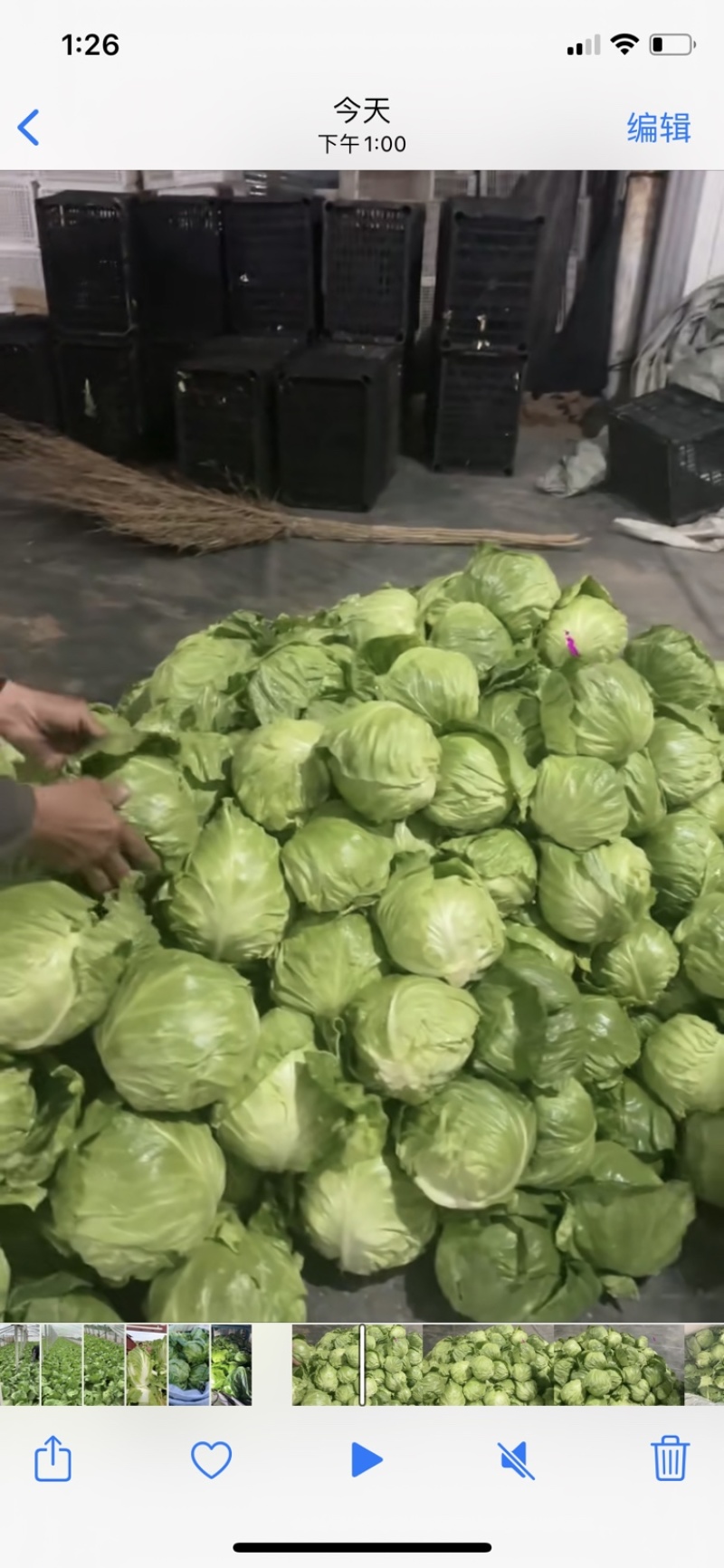 山东省聊城市甘蓝，质量好货源充足，产地直发