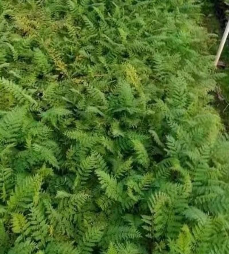 蓝花楹树苗树苗珍贵凤凰木红花楹庭院植物风景树