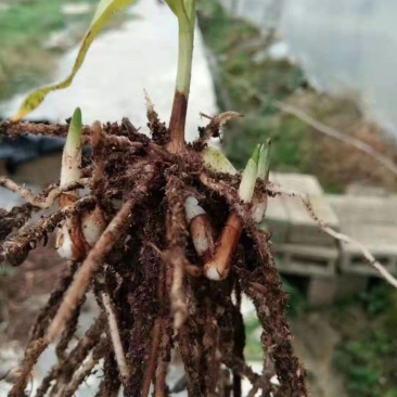 紫花三叉大白及优质种苗，4年组培驯化优质大苗。