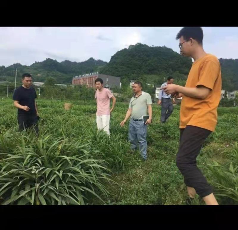 紫花三叉大白及优质种苗，4年组培驯化优质大苗。