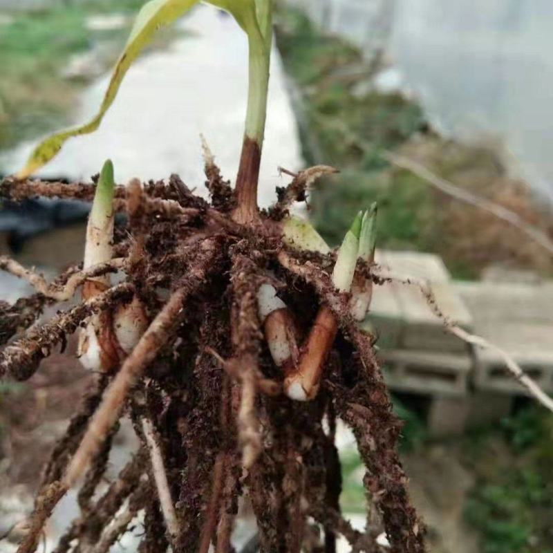紫花三叉大白及优质种苗，4年组培驯化优质大苗。