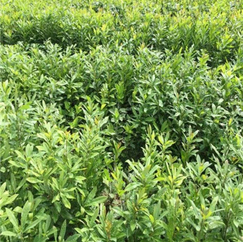 杨梅树苗正宗嫁接东魁杨梅苗南方北方种植果树苗包成活当