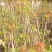 红油香椿四季食用香椿树苗盆栽地栽香椿树苗南方北方种植树苗
