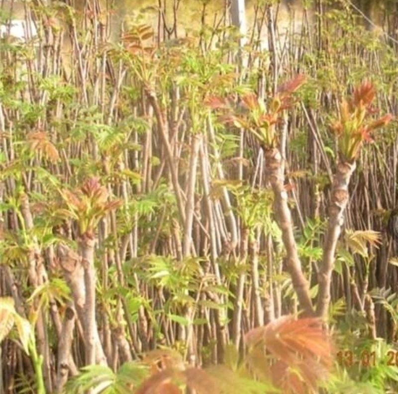 红油香椿四季食用香椿树苗盆栽地栽香椿树苗南方北方种植树苗