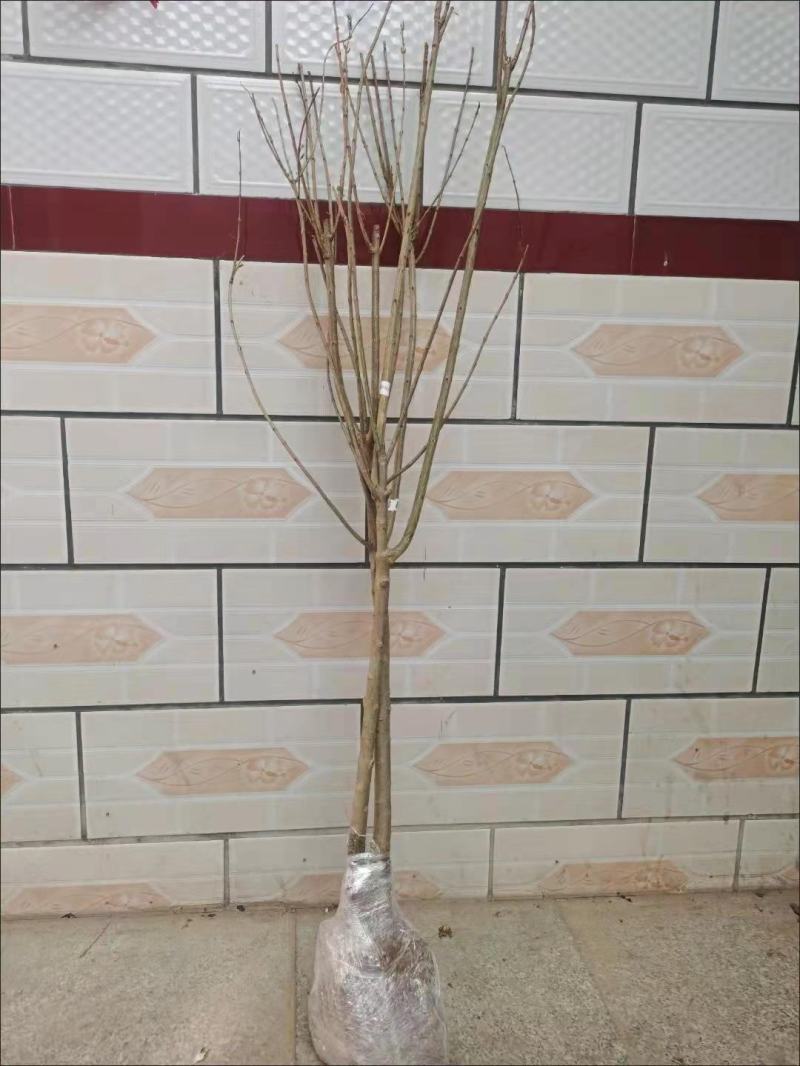 无籽石榴苗突尼斯软籽石榴树苗黑子石榴树果树南北方种植当年