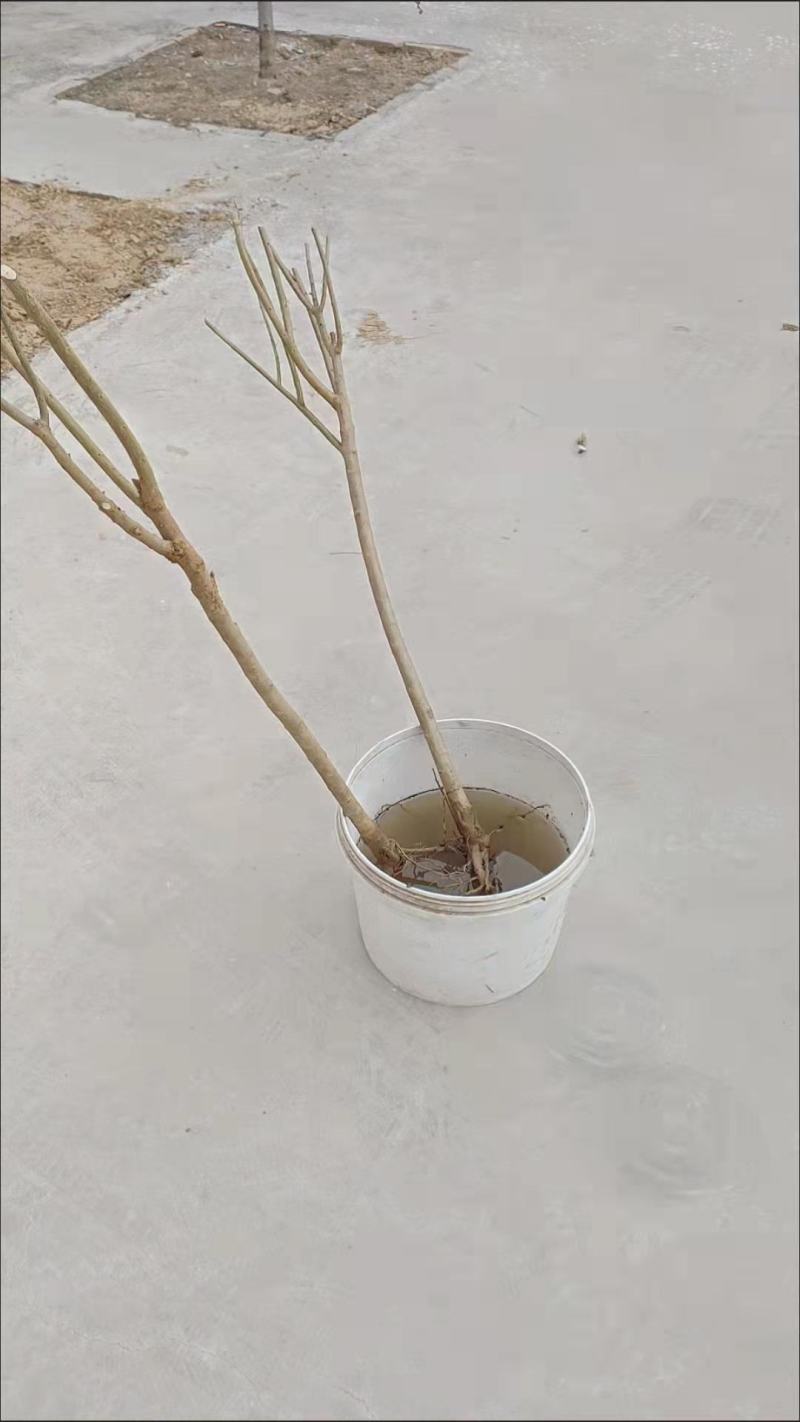 无籽石榴苗突尼斯软籽石榴树苗黑子石榴树果树南北方种植当年
