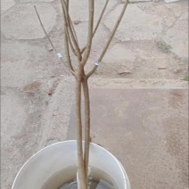 无籽石榴苗突尼斯软籽石榴树苗黑子石榴树果树南北方种植当年