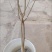 无籽石榴苗突尼斯软籽石榴树苗黑子石榴树果树南北方种植当年