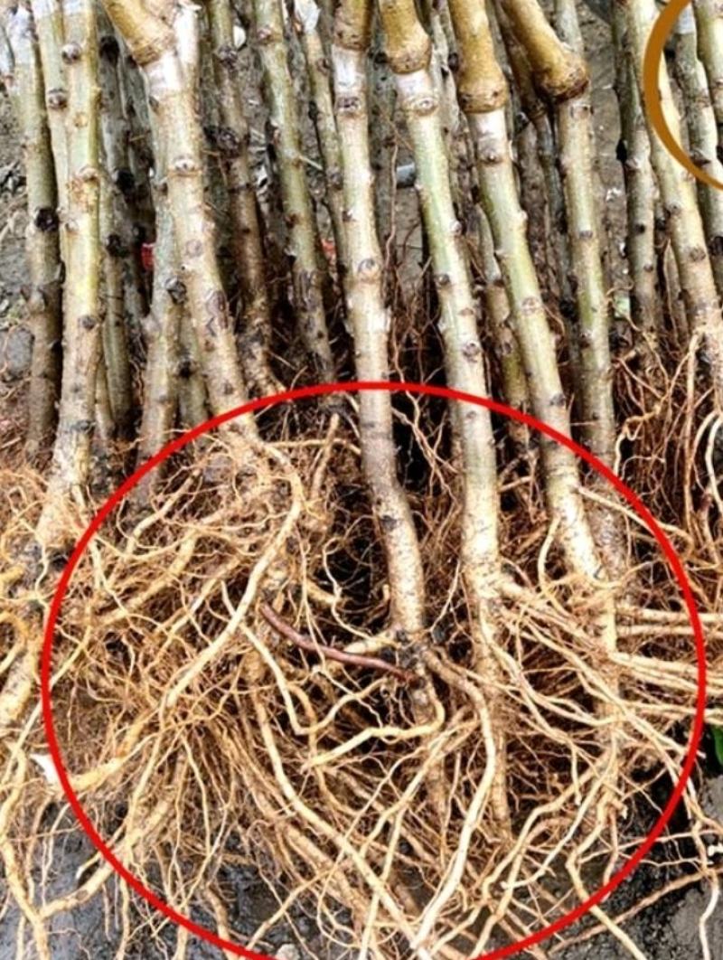 新品嫁接桃树苗贵妃血桃水蜜桃蟠桃寿桃南北方种植盆栽地栽桃