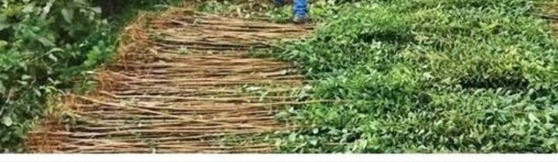 果树苗李子树苗新品种嫁接蜂糖李三华李子苗地栽种植当年结果