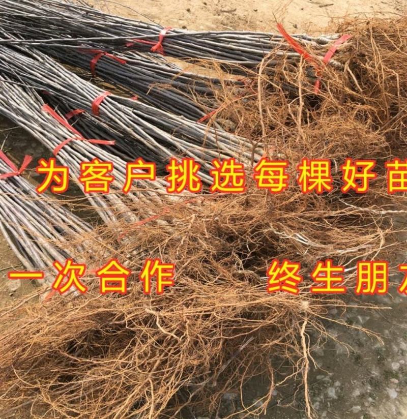 沙果苗东北沙果树苗南北方种植小苹果苗沙果苗海棠果苗盆栽地