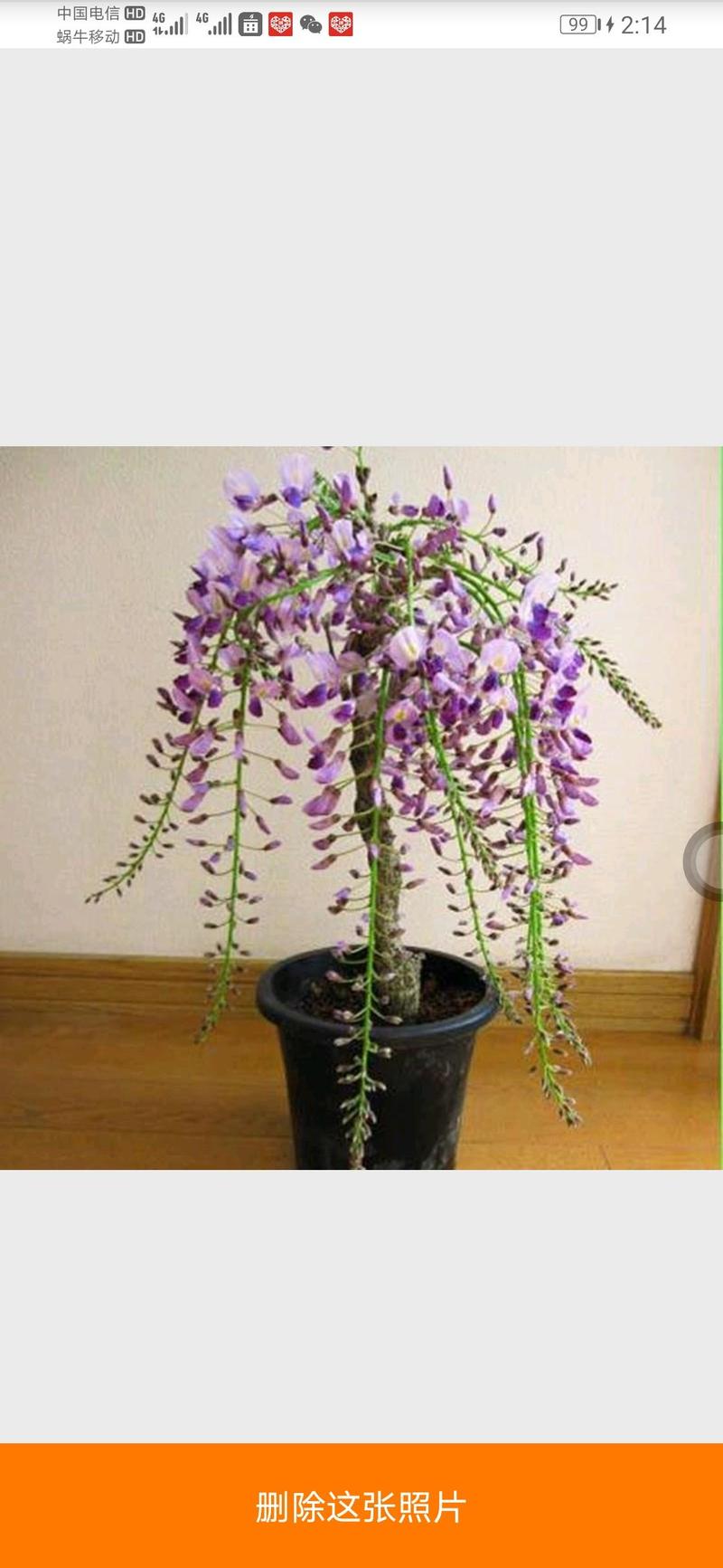 紫藤树苗盆栽爬藤植物花卉庭院耐寒、炮仗花四季开花